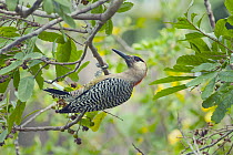 West Indian Woodpecker (Melanerpes superciliaris), Zapata Peninsula, Cuba
