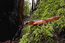 Ensatina (Ensatina eschscholtzii) in Coast Redwood (Sequoia sempervirens) forest, Santa Cruz, California