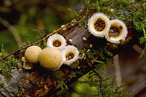 Bird's Nest Fungus (Nidulariaceae) mushrooms, Oregon