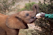 African Elephant (Loxodonta africana) orphaned calf bottle fed by keeper, David Sheldrick Wildlife Trust, Nairobi, Kenya