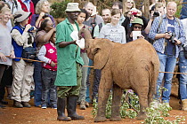 African Elephant (Loxodonta africana) orphaned calf bottle fed by keeper in front of tourists, David Sheldrick Wildlife Trust, Nairobi, Kenya