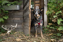 Domestic Dog (Canis familiaris) named Filson, a scent detection dog with Conservation Canines, northeast Washington