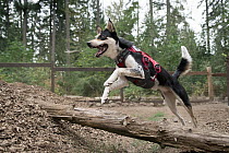 Domestic Dog (Canis familiaris) named Athena, a scent detection dog with Conservation Canines, jumping over log, northeast Washington
