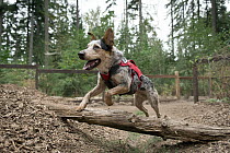 Domestic Dog (Canis familiaris) named Hiccup, a scent detection dog with Conservation Canines, jumping over log, northeast Washington