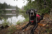 Domestic Dog (Canis familiaris) named Sampson, a scent detection dog with Conservation Canines, northeast Washington