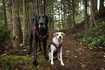 Domestic Dog (Canis familiaris) pair, named Sampson and Casey, scent detection dogs with Conservation Canines, northeast Washington