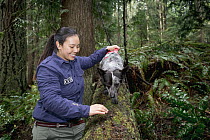 Domestic Dog (Canis familiaris) named Dio, a scent detection dog with Conservation Canines, trains on scent detection with handler Colette Yee, northeast Washington