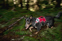 Domestic Dog (Canis familiaris) named Filson, a scent detection dog with Conservation Canines, running through forest, northeast Washington
