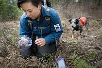 Domestic Dog (Canis familiaris) named Jack, a scent detection dog with Conservation Canines, found raptor foot, which is now being collected by field technician Colette Yee, northeast Washington