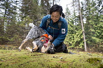 Domestic Dog (Canis familiaris) named Jack, a scent detection dog with Conservation Canines, playing with field technician Colette Yee, northeast Washington