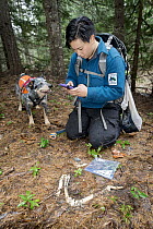 Domestic Dog (Canis familiaris) named Jack, a scent detection dog with Conservation Canines, found bones, which is now being recorded by field technician Colette Yee, northeast Washington