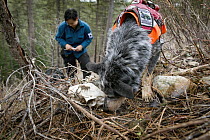 Domestic Dog (Canis familiaris) named Jack, a scent detection dog with Conservation Canines, found skull, which is now being recorded by field technician Colette Yee, northeast Washington