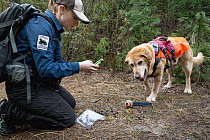Domestic Dog (Canis familiaris) named Chester, a scent detection dog with Conservation Canines, found scat, which is now being recorded by field technician Rachel Katz, northeast Washington