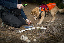Domestic Dog (Canis familiaris) named Chester, a scent detection dog with Conservation Canines, found a bone, which is now being recorded by field technician Rachel Katz, northeast Washington
