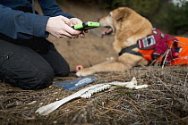 Domestic Dog (Canis familiaris) named Chester, a scent detection dog with Conservation Canines, found a bone, which is now being recorded by field technician Rachel Katz, northeast Washington