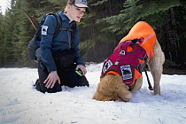 Domestic Dog (Canis familiaris) named Chester, a scent detection dog with Conservation Canines, digging for object with field technician Rachel Katz, northeast Washington
