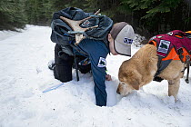 Domestic Dog (Canis familiaris) named Chester, a scent detection dog with Conservation Canines, looking for object with field technician Rachel Katz, northeast Washington