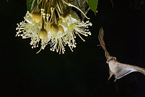 Lesser Long-tongued Fruit Bat (Macroglossus minimus) approaching Durian (Durio zibethinus) flower nectar, Danum Valley Conservation Area, Sabah, Borneo, Malaysia