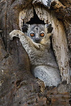 White-footed Sportive Lemur (Lepilemur leucopus) in cavity, Madagascar