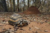 Spider Tortoise (Pyxis arachnoides) in forest, Berenty Private Reserve, Madagascar