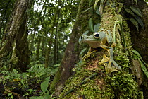 Wallace's Flying Frog (Rhacophorus nigropalmatus) in rainforest, Gunung Penrissen, Sarawak, Borneo, Malaysia