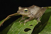 Hose's Frog (Rana hosii), Gunung Penrissen, Sarawak, Borneo, Malaysia