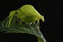 Katydid (Eulophophyllum lobulatum) male, new species, Mount Kinabalu National Park, Sabah, Borneo, Malaysia