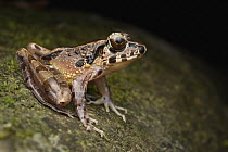 Hole-in-the-head Frog (Huia cavitympanum), Mulu National Park, Sarawak, Borneo, Malaysia