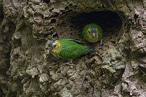 Buff-faced Pygmy-Parrot (Micropsitta pusio) pair in nest cavity in arboreal termite mound, Nimbokrang, West Papua, Indonesia
