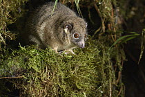 Arfak Ringtail (Pseudochirulus schlegeli), Arfak Mountains, West Papua, Indonesia