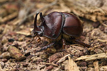 Beetle (Blackburnium rhinoceros) male, Wasur National Park, West Papua, Indonesia