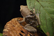 Spike-browed Frog (Sphenophryne cornuta) father transporting froglets, Digul River, West Papua, Indonesia
