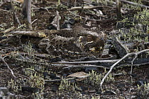 Madagascar Nightjar (Caprimulgus madagascariensis) camouflaged on ground, Madagascar
