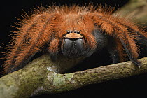 Huntsman Spider (Megaloremmius leo) female, Andasibe Mantadia National Park, Madagascar
