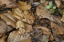 Mantid (Brancsikia aeroplana) female camouflaged in leaf litter, Andasibe, Madagascar
