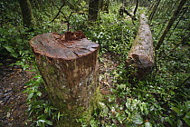 Madagascar Rosewood (Dalbergia baronii) illegally felled, Andasibe, Madagascar