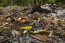 Madagascar Menarana Snake (Leioheterodon madagascariensis) in forest, Madagascar
