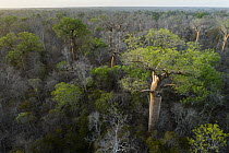 Fony Baobab (Adansonia rubrostipa) trees in dry deciduous forest, Kirindy Forest, Madagascar