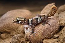 Mocquard's Madagascar Ground Gecko (Paroedura bastardi) juvenile, Madagascar