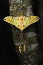 Madagascar Moon Moth (Argema mittrei) male, Ranomafana National Park, Madagascar