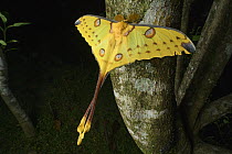 Madagascar Moon Moth (Argema mittrei) male, Ranomafana National Park, Madagascar