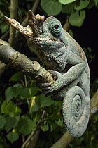 Baudrier's Chameleon (Furcifer balteatus) male, Ranomafana National Park, Madagascar