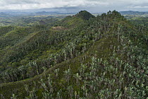 Travellers Palm (Ravenala madagascariensis) trees on hillside, Fianarantsoa Province, Madagascar