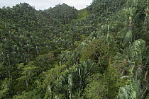 Travellers Palm (Ravenala madagascariensis) trees on hillside, Fianarantsoa Province, Madagascar