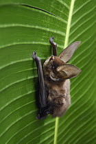 Madagascar Sucker-footed Bat (Myzopoda aurita) female, Fianarantsoa Province, Madagascar