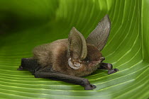 Madagascar Sucker-footed Bat (Myzopoda aurita) female, Fianarantsoa Province, Madagascar