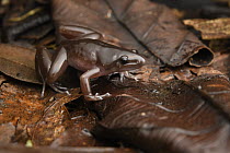 Borneo Narrow-mouthed Frog (Microhyla borneensis) male, Bengoh Range, Sarawak, Borneo, Malaysia