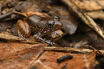 Tunnel Frog (Limnonectes cintalubang) male, Siniawan, Sarawak, Borneo, Malaysia
