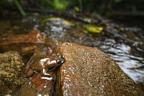 Bornean Flat-headed Frog (Barbourula kalimantanensis) along creek, Nanga Pinoh, West Kalimantan, Indonesia