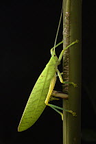 Katydid (Tettigoniidae) female laying eggs, Kubah National Park, Sarawak, Borneo, Malaysia